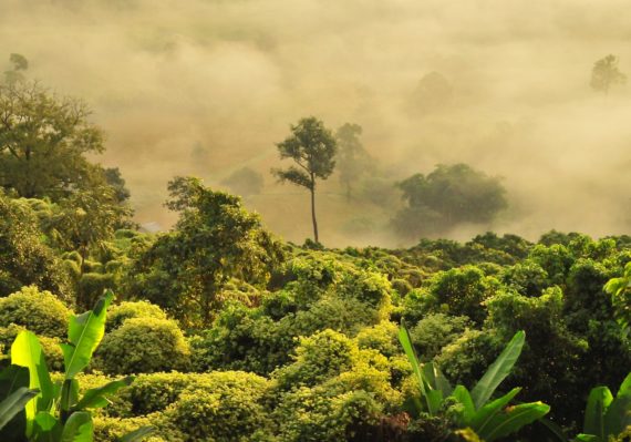 green trees under white clouds