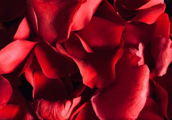 red rose in close up photography