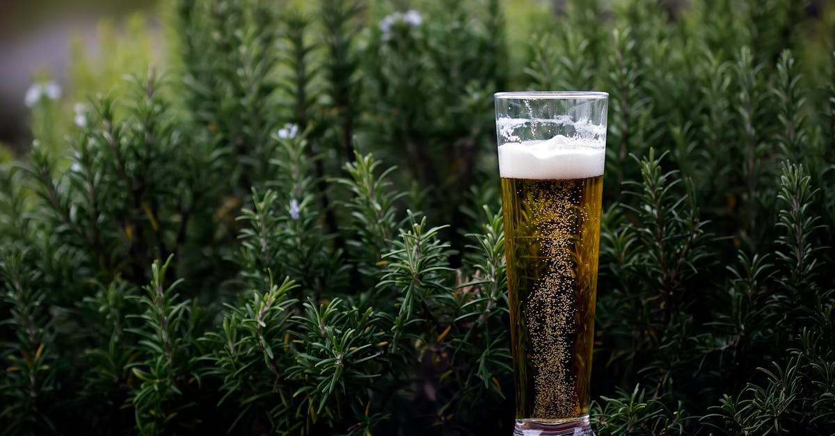 découvrez l'univers fascinant de la bière : ses différentes variétés, ses techniques de brassage et les meilleures associations mets-bière. que vous soyez amateur ou connaisseur, explorez les tendances et l'art de déguster cette boisson emblématique.
