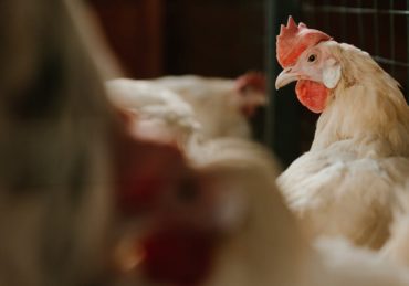 découvrez l'art de vivre naturellement avec des conseils pratiques pour un quotidien sain et durable. apprenez à intégrer des habitudes écologiques, des aliments bio et des alternatives naturelles dans votre vie quotidienne pour améliorer votre bien-être.
