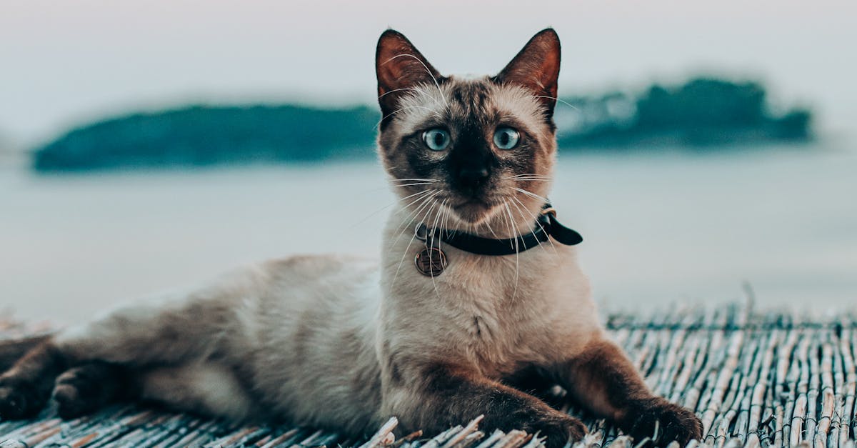 découvrez notre collection de colliers pour chats, alliant confort et style. offrez à votre compagnon félin un accessoire élégant et sécurisé, tout en lui permettant de s'identifier avec un porte-nom personnalisé. parfait pour les promenades en extérieur ou pour le quotidien à la maison.