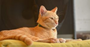 découvrez notre large sélection de colliers pour chats, alliant confort et style. offrez à votre félin un accessoire tendance et sécurisé, comprenant des options personnalisables pour le suivre en toute sécurité tout en ajoutant une touche d'élégance à son allure.