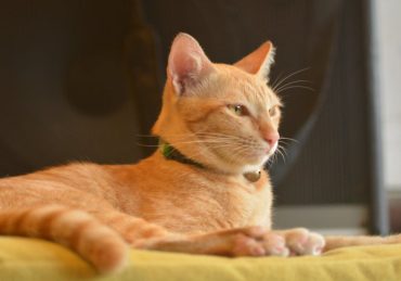 découvrez notre large sélection de colliers pour chats, alliant confort et style. offrez à votre félin un accessoire tendance et sécurisé, comprenant des options personnalisables pour le suivre en toute sécurité tout en ajoutant une touche d'élégance à son allure.