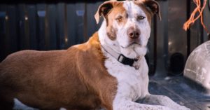 découvrez notre large sélection de colliers pour chiens, alliant confort, style et sécurité. offrez à votre compagnon à quatre pattes un accessoire à la fois élégant et durable, adapté à toutes les tailles et races.