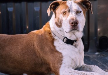 découvrez notre large sélection de colliers pour chiens, alliant confort, style et sécurité. offrez à votre compagnon à quatre pattes un accessoire à la fois élégant et durable, adapté à toutes les tailles et races.