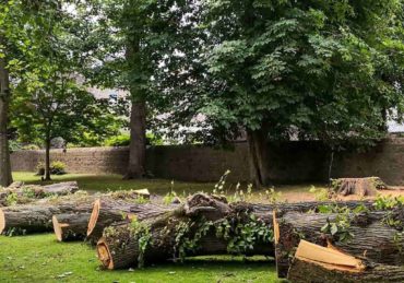 a bunch of logs that are sitting in the grass