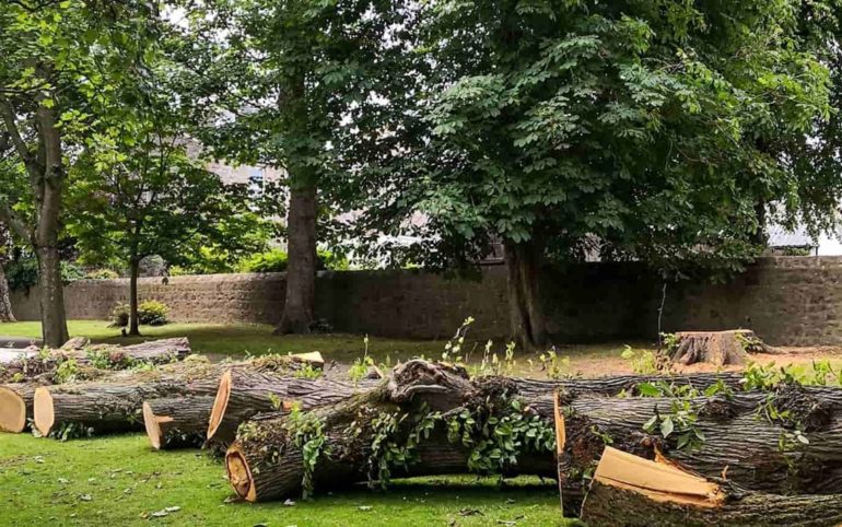 a bunch of logs that are sitting in the grass